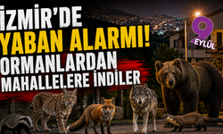 İzmir'de yaban alarmı! Ormanlardan mahallelere indiler