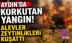 Aydın'da korkutan yangın!  Alevler  zeytinlikleri kuşattı
