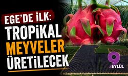 Ege'de ilk: Tropikal meyveler üretilecek