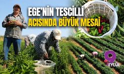 Ege’nin tescilli acısında büyük mesai