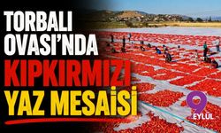 Torbalı Ovası'nda kıpkırmızı yaz mesaisi
