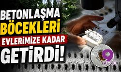 Betonlaşma böcekleri evlerimize kadar getirdi!