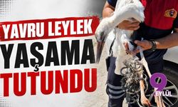 Yavru leylek yaşama tutundu ￼ ￼