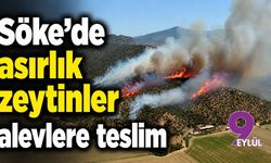 Söke’de asırlık zeytinler alev alev yanıyor!