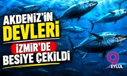 Akdeniz’in devleri İzmir’de besiye çekildi