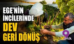 Ege’nin incilerinde dev geri dönüş