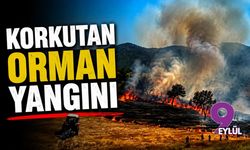 Balıkesir'de korkutan orman yangını!