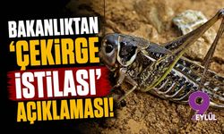 Sosyal medyadaki çekirge paniğine bakanlıktan yanıt