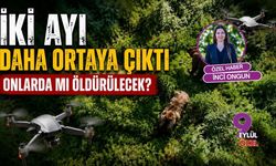 İki Ayı Daha Ortaya Çıktı Onlarda mı Öldürülecek?