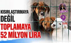 Kısırlaştırmaya değil toplamaya 52 milyon lira