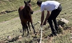 Atların özgürlüğünü çalmak istediler