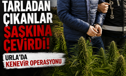 Tarladan çıkanlar şaşkına çevirdi: Urla’da kenevir operasyonu