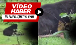 Ayı dehşeti: 2 kardeşi yedi