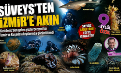 Kızıldeniz’den Ege’ye yeni tür akını: Denizlerin dengesi değişiyor