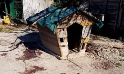 İzmir’de üç köpeğe tüfekle ateş açıldı: Şüpheli yakalandı