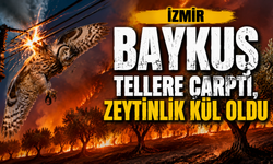 Baykuş çarptı, zeytinlik yandı