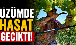 Üzümde hasat gecikti!
