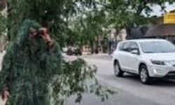 Çalı kılığındaki polisten ceza yağmuru