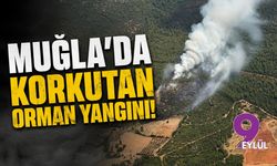 Muğla'da korkutan orman yangını!