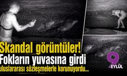 Karaburun'da skandal görüntüler: Fokların yuvasına girdi!