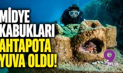 Midye kabukları ahtapota yuva oldu!