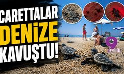 Carettalar denize kavuştu!