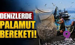Denizlerde palamut bereketi!