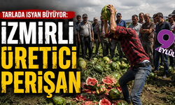 Tarlada isyan: Üretici zarar etti