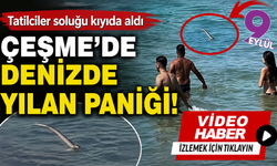 Çeşme’de denizde yılan paniği! Tatilciler soluğu kıyıda aldı