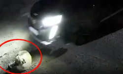 Köpeği göz göre göre ezdi