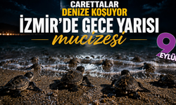 İzmir kıyılarında caretta alarmı