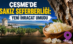 Çeşme’nin beyaz altın hedefi: Sakız üretiminde dünya yarışı