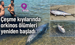Çeşme kıyılarında orkinos ölümleri yeniden başladı