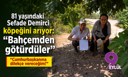 81 yaşındaki Sefade Demirci köpeğini arıyor: Cumhurbaşkanına dilekçe vereceğim!
