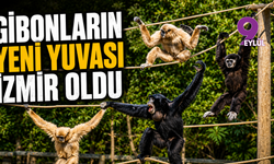 Gibonların yeni yuvası İzmir oldu