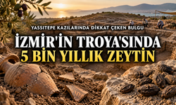 İzmir’in Troya’sında 5 bin yıllık zeytin