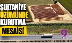Sultaniye üzümünde kurutma mesaisi