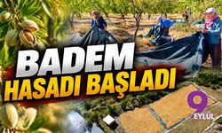 Badem hasadı başladı