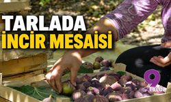Tarlada incir mesaisi