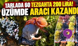 Tarlada 60 tezgahta 200 lira! Üzümde aracı kazandı