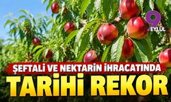 Şeftali ve nektarin ihracatında tarihi rekor