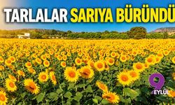 Tarlalar sarıya büründü