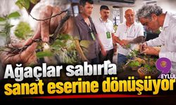 Ağaçlar sabırla sanat eserine dönüşüyor