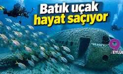 Batık uçak hayat saçıyor