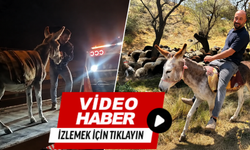 Eşeği çekiciyle götürdüler!