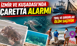 İzmir ve Kuşadası kıyılarında alarm: Caretta caretta ölümleri endişe yarattı