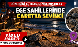 İzmir ve Aydın kıyılarında caretta heyecanı: Yavrular denize ulaşmaya devam ediyor