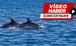 Güzelbahçe sahilinde yunus sürprizi