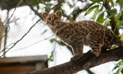 Bolivya'da yeni kedi türü keşfedildi