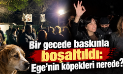 Bir gecede baskınla boşaltıldı: Ege’nin köpekleri nerede?